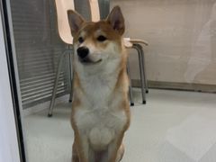 -美美宠物诊疗中心·异宠·骨科(滨江东信分院)