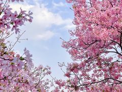 -天适樱花悠乐园