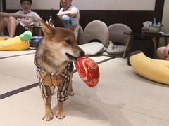 -逗柴咖啡屋·狗咖猫咖宠物桌游