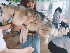 -Husky Go! 哈士奇体验馆·宠物咖啡厅狗咖