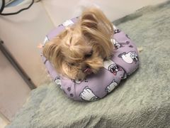 -纳吉亚猫专科动物诊疗中心(蒋宅口分院)