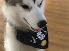 -Husky Go! 哈士奇体验馆·宠物咖啡厅狗咖