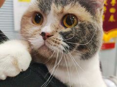 -福懋动物医院·犬猫全科·外科·重症科(杏林分院)