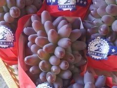 -马陆小张葡萄园农家乐