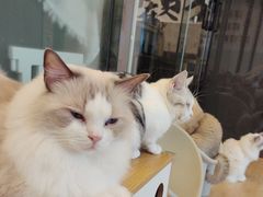 -有喵·猫咖·狗咖·30几只猫10只小狗(岗厦店)