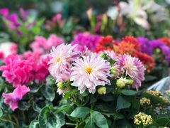 -秦美花卉(天朗·莱茵小城2期店)