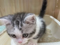 -momokira米努特·德文卷毛猫·棉花面纱犬