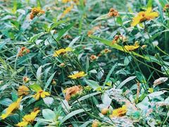 -合肥滨湖国家森林公园