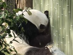 -成都动物园