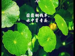 -西湖风景区-江洋畈生态公园