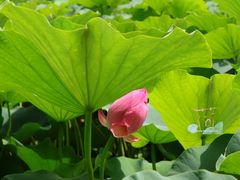 -莲花池公园