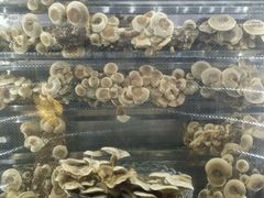 android_upload_pic-捞王锅物料理(凯旋路店)