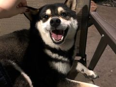 -柴犬高等学院·狗咖·柴犬售卖·宠物训练