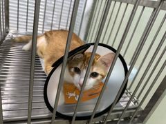 -福懋动物医院·犬猫全科·外科·重症科(杏林分院)