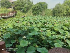-长兴太湖图影湿地文化园