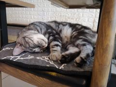 -平行世界·猫咖(首经贸店)
