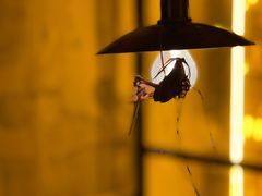 -毛辣果·酸(OHA复兴西路店)