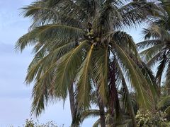 -海南清水湾莱佛士酒店