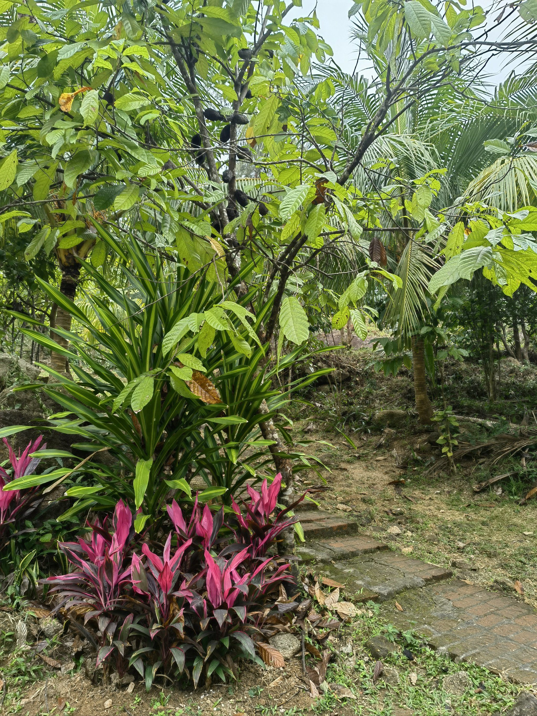 万宁·兴隆镇·隆苑咖啡庄园