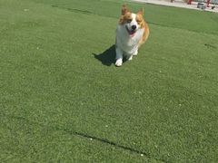 -宠物寄养训练学校