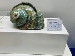 -贝壳王国博物馆