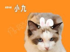 -COLOR PETS 撸猫馆·购猫·猫咖(长风大悦城店)