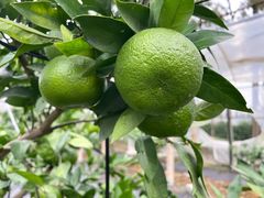 -前小桔亲子创意农场·草莓采摘·露营烧烤