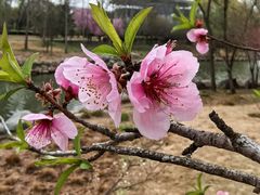 -郑州中国绿化博览园