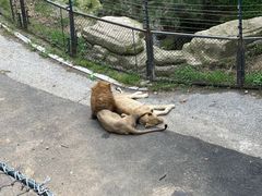 -大连森林动物园