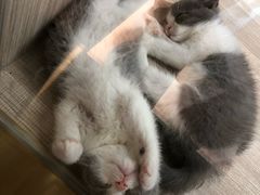 -飞行喵MR PILOT|猫舍·猫咖(静安大融城店)