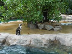 -新加坡飞禽公园