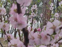 -海棠花溪(元大都城垣遗址公园)