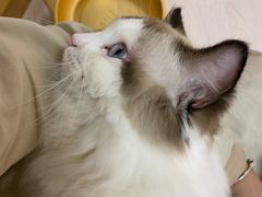 -猫和宫(六道口店)
