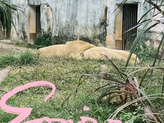 -广州动物园