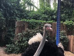 -广州长隆飞鸟乐园