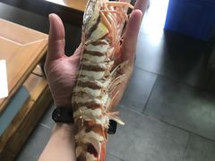 野生大斑节虾-凯华海鲜火锅·传承三十六年