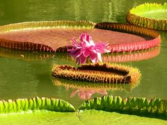 -国家植物园南园