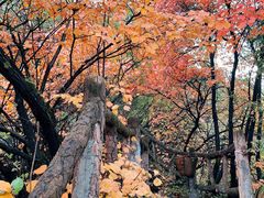 -秦岭终南山世界地质公园翠华山景区