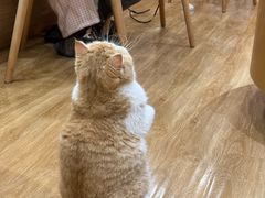 -滚猫咖啡·猫咖·猫友好撸猫(未来城店)