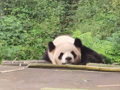 -中国大熊猫保护研究中心雅安碧峰峡基地