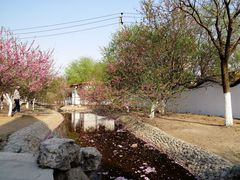 -桃花堤公园