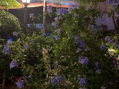 -NLFS1983咖啡花园餐厅(锦桂店)