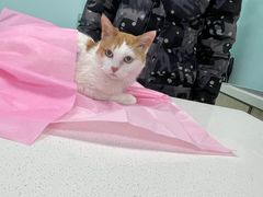-北京观赏动物医院·24小时大型综合·猫专科·异宠专科