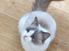 -有喵·猫咖·狗咖·30几只猫10只小狗(岗厦店)