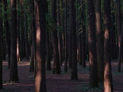 -上海共青森林公园