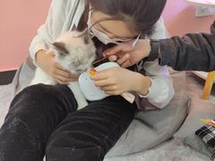 -喵宠乐园·撸猫互动·猫舍