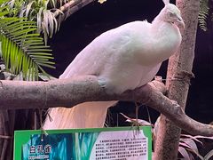 -正佳雨林生态植物园