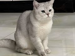 -纳吉亚猫专科动物医院·北北分院