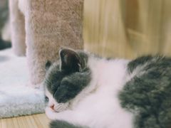 -屋虎猫馆(宝安大仟里店)