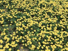 -庐山风景区花径公园